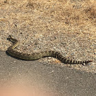 Western Rattlesnake