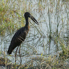 African openbill