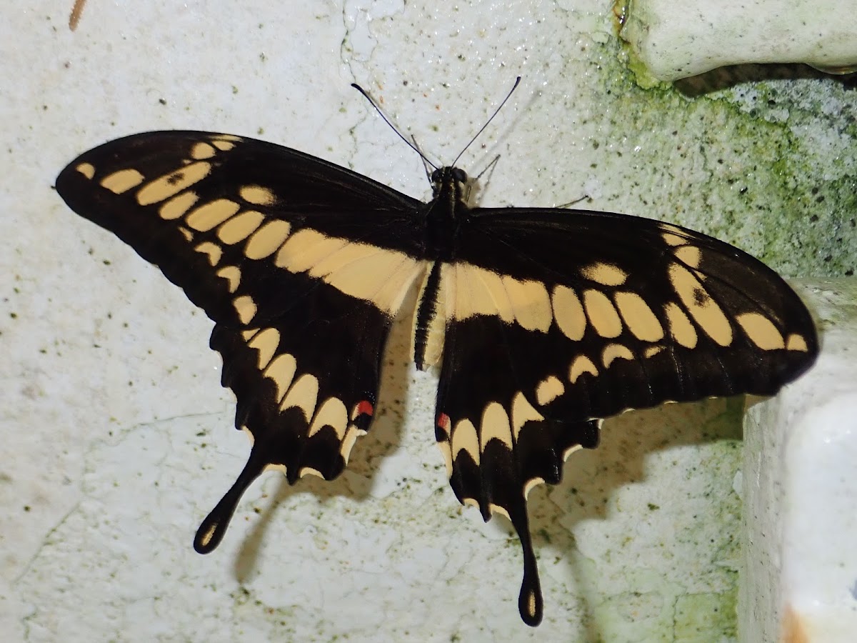 King/Thoas Swallowtail Butterfly