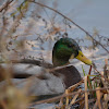 Male Mallard