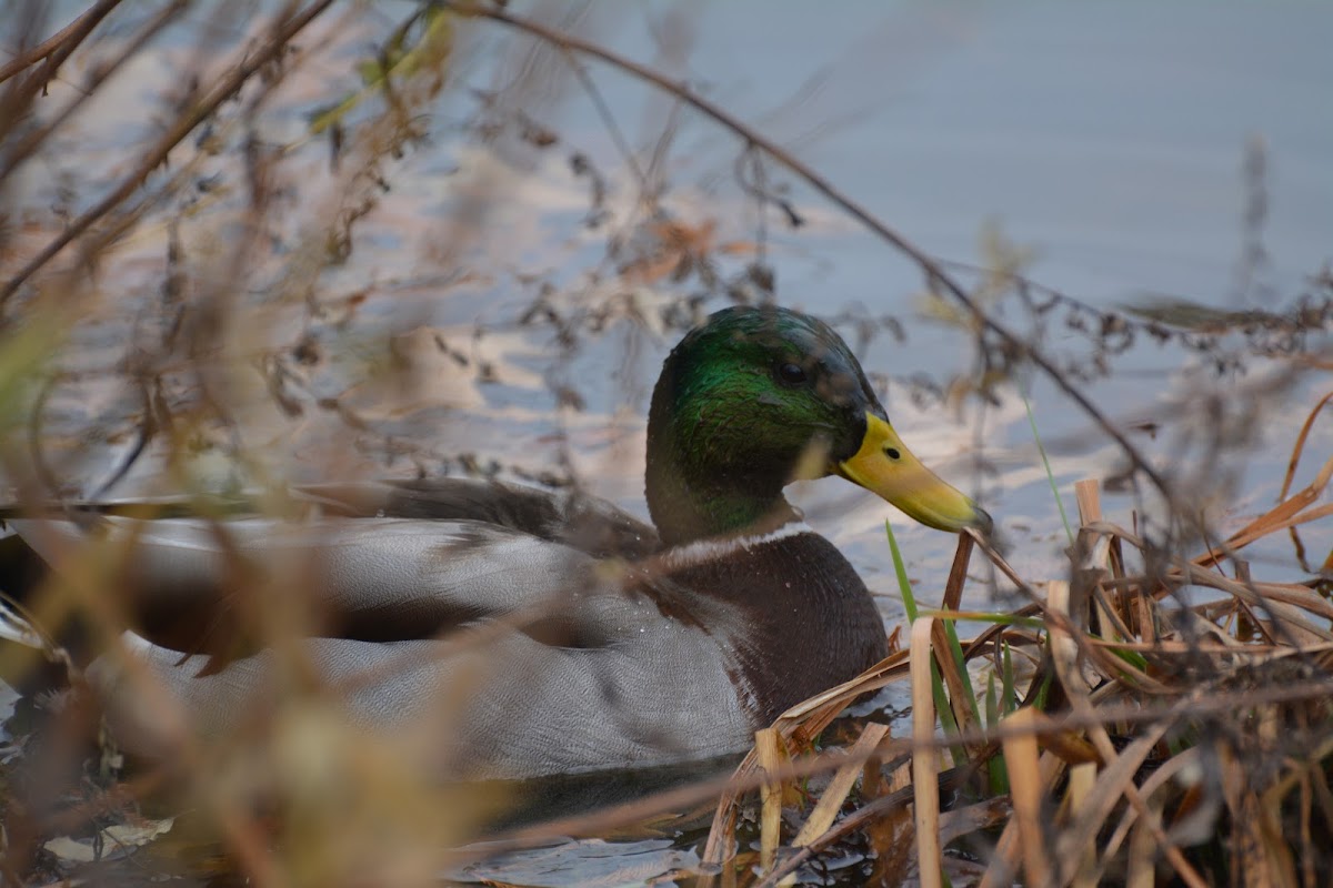 Male Mallard