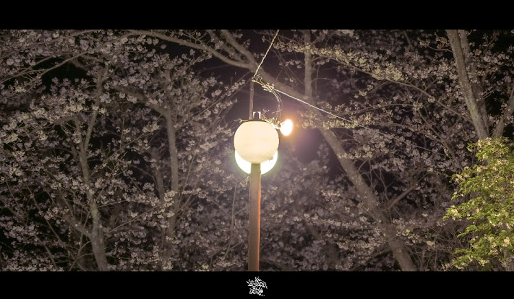 スイフトスポーツの一眼レフ初心者・夜・桜と愛車・写真・桜に関するカスタム事例の投稿画像4枚目