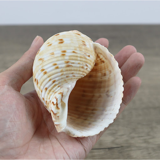 Title 3, Natural Conch Shell Home Decoration Bring Coast...