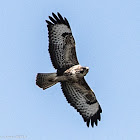 Buzzard