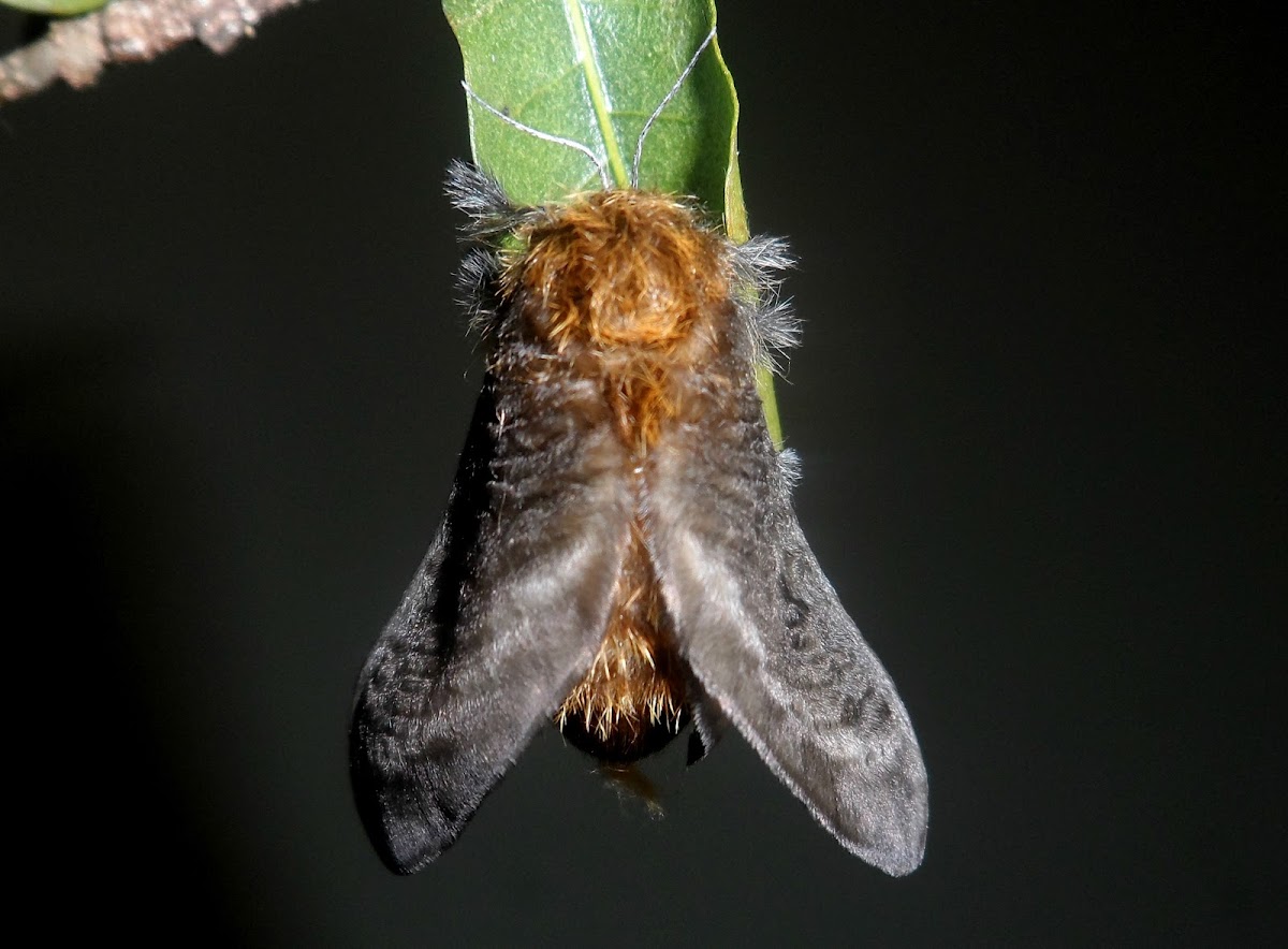 Flannel moth