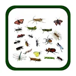 Cover Image of Download Insects Quiz 1.0 APK