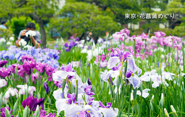 堀切菖蒲園の花菖蒲