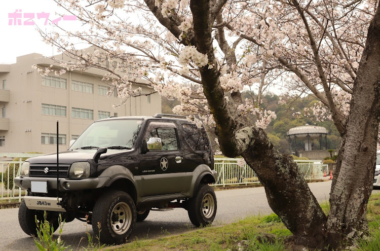 ジムニーシエラのサクラと愛車・桜・4月もよろしくお願い致します🌸・カメ活は楽しい・jb43wに関するカスタム事例の投稿画像5枚目