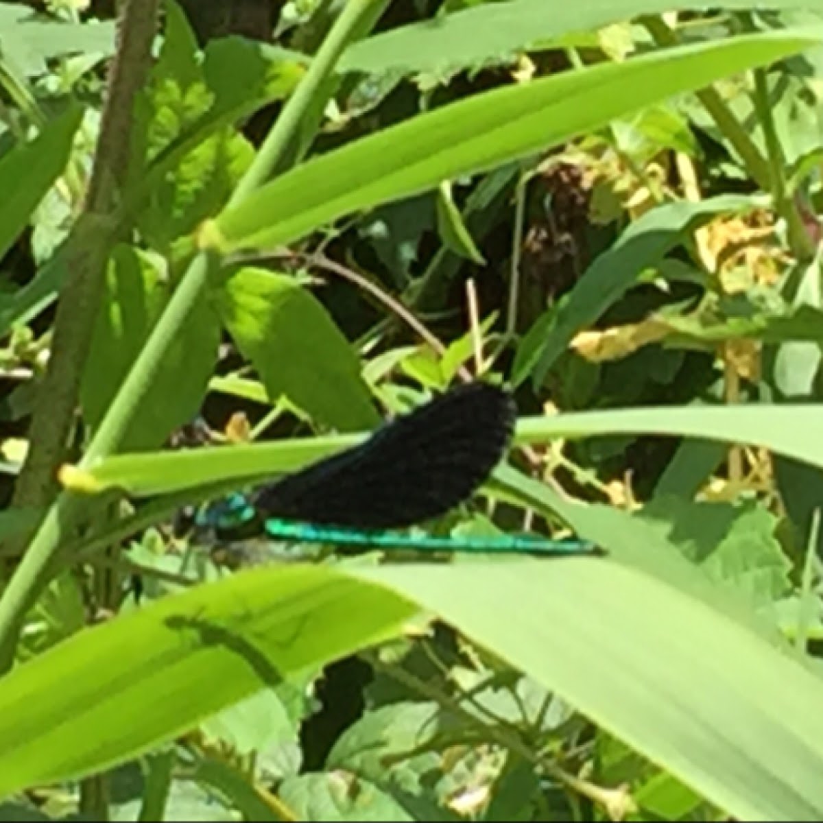 Ebony Jewelwing