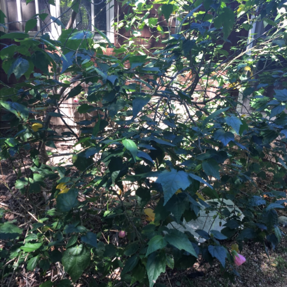 pink hibiscus