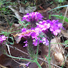 Purple Verbena