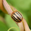 Striped Tortoise Beetle