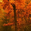 Amber Autumn Chrome extension download