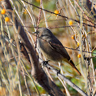 Black Redstart