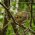 Mourning Dove