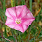 Cantabrican Morning Glory