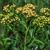 Riddell's Goldenrod