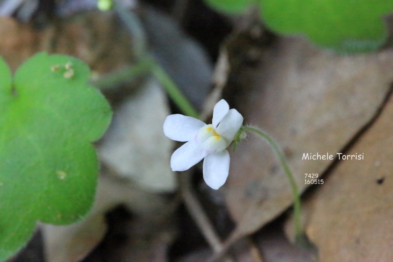 Cymbalaria pubescens (J. Presl) Cufod