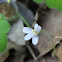 Cymbalaria pubescens (J. Presl) Cufod