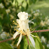 Honeysuckle