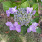 Mountain Hydrangea