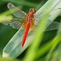 scarlet skimmer