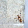 Long-horn Beetle