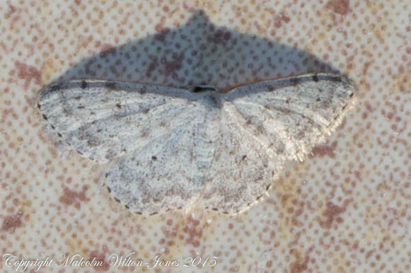 Mediterranean Lace Border