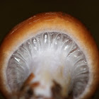 Cortinarius Collinitis