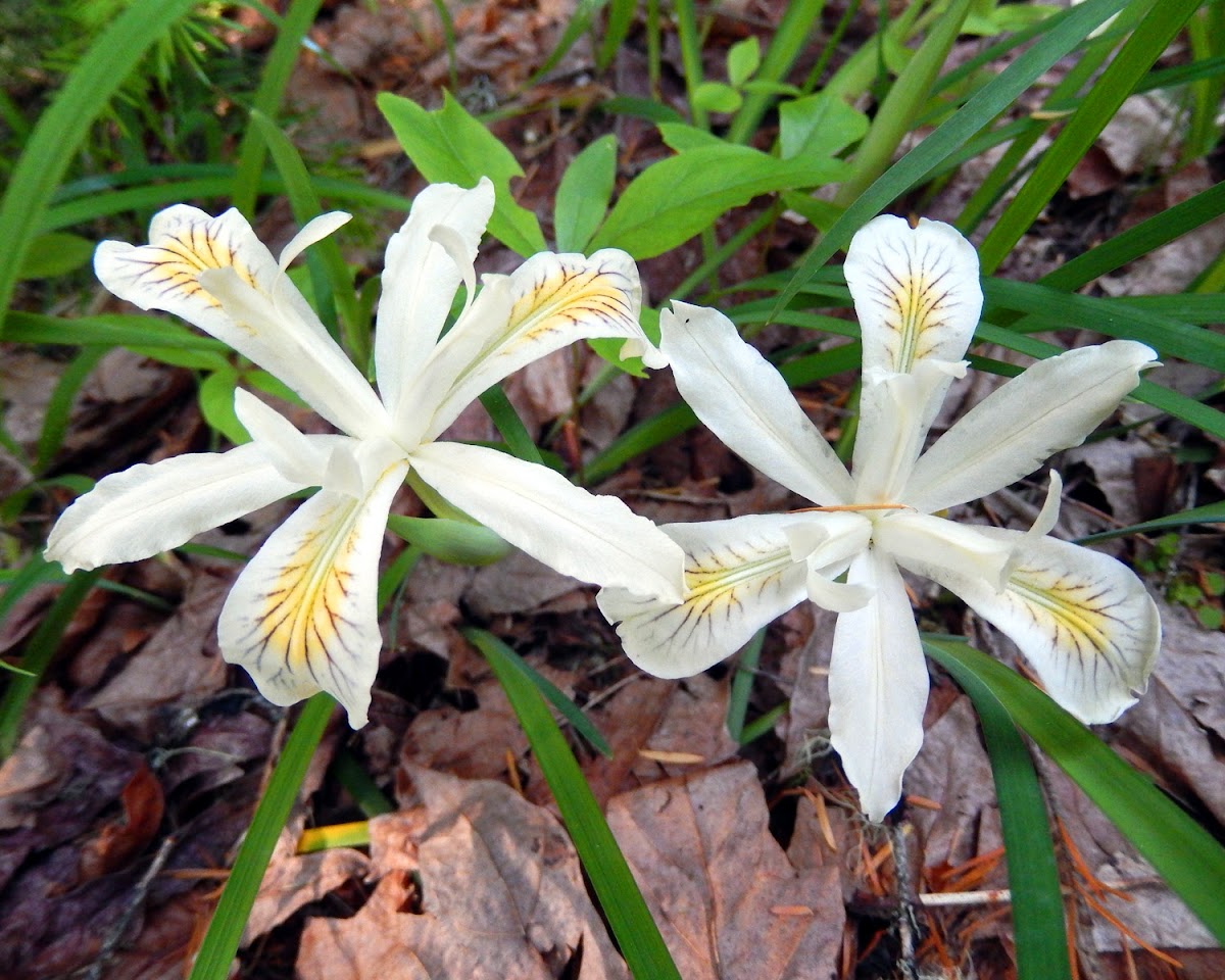 Siskiyou Iris