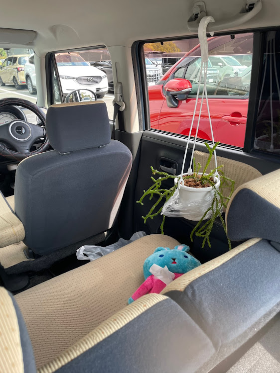 アルトラパンのラパンかわいい・HE22Sラパン・ラパンhe22s・植物オタクに関するカスタム事例の投稿画像1枚目