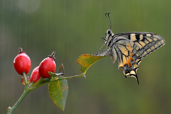 The King in the rain di Claudio Tenca