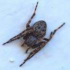 Walnut Orb-weaver Spider