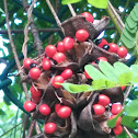 Rosary pea