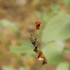 Trashline orb weaver