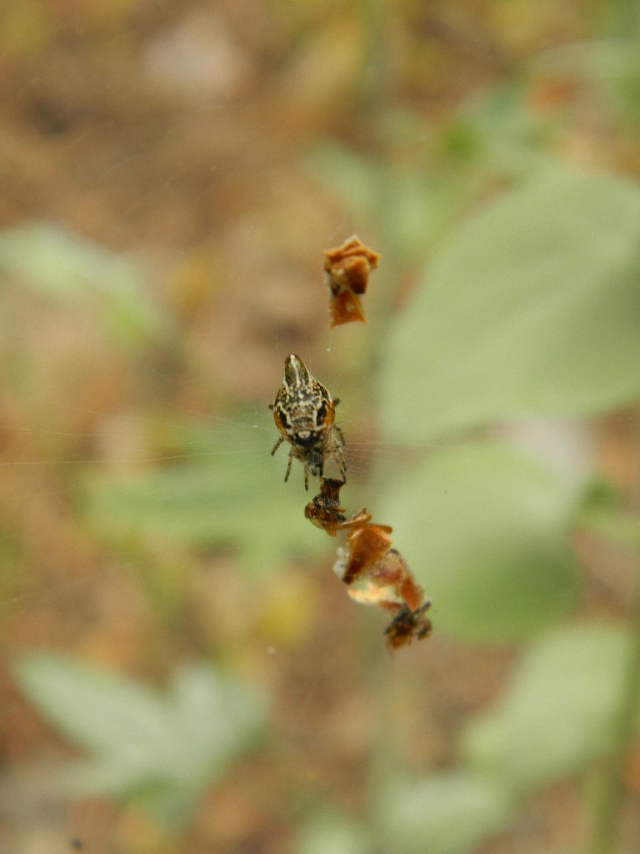 Trashline orb weaver