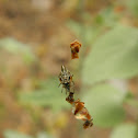 Trashline orb weaver