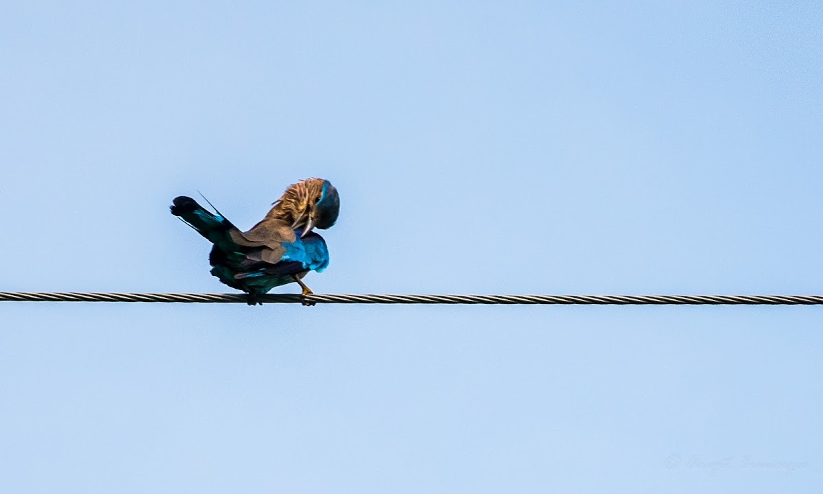 Indian roller