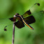 Widow Skimmer (female)