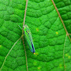 Blue Striped Leafhopper