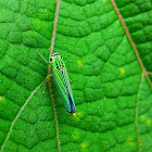 Blue Striped Leafhopper