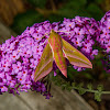 Elephant Hawk Moth