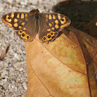 Speckled Wood; Mariposa de los Muros