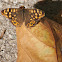 Speckled Wood; Mariposa de los Muros