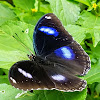 The great eggfly/ Blue moon butterfly