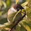 Tree Sparrow; Gorrión Molinero