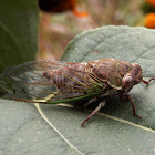 Cicada