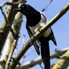 Magpie