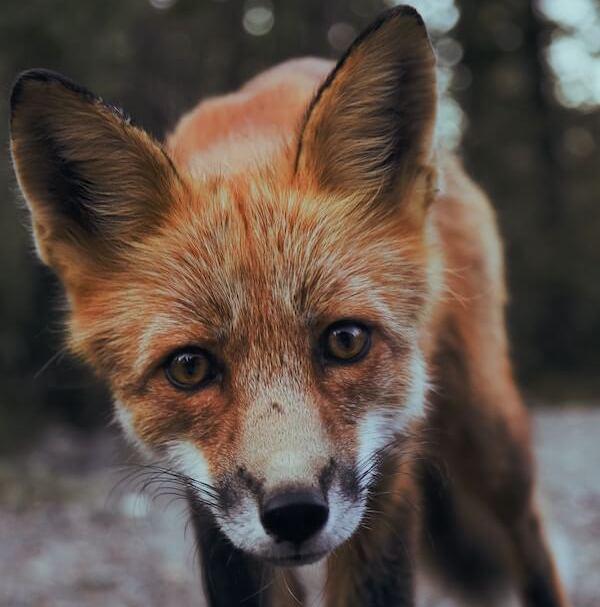 red fox