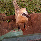 Coati